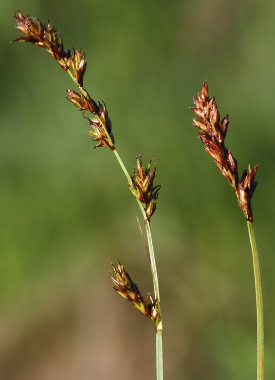 Prairie Sedge
