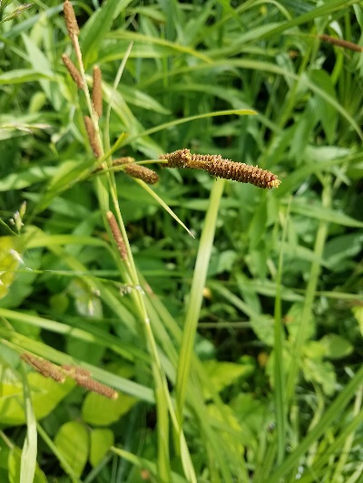 Shorts Sedge