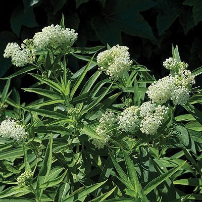 Asclepias, Swamp Milkweed, Rose Milkweed, Swamp Silkweed Milkmaid
