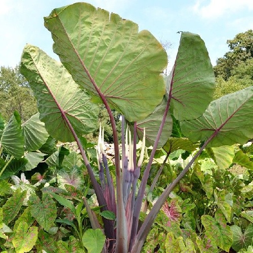 Colocasia, Elephant Ear, Taro Fierce Gigante