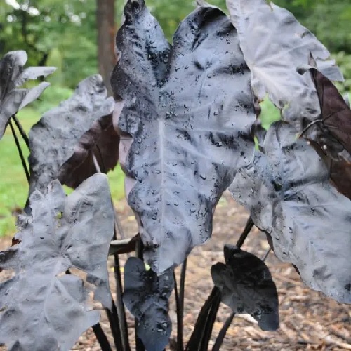 Colocasia, Elephant Ear, Taro Painted Black Gecko