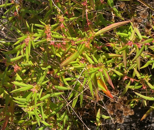 False Loosestrife