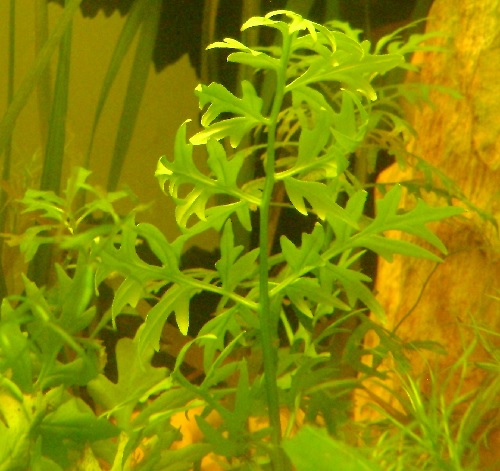 Floating antlerfern, Oak leaf water sprite