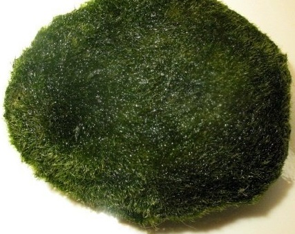 Marimo, Marimo Ball, Moss Ball, Tribble