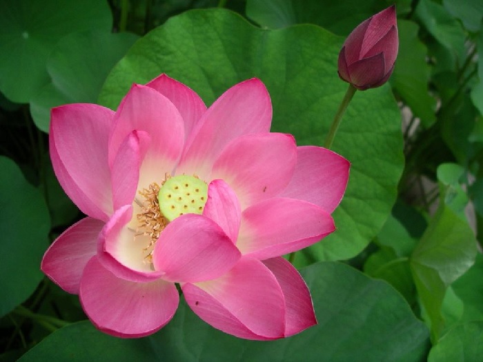 Sacred Water Lily, Lotus Frankly Scarlet