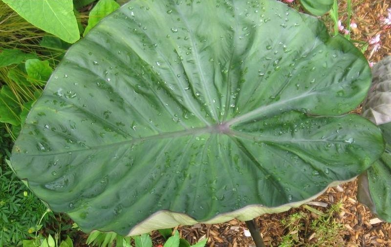Colocasia, Elephant Ear, Taro Hilo Bay