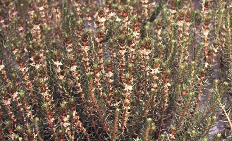 Upright Water-milfoil