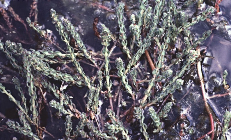 Lake Water-milfoil