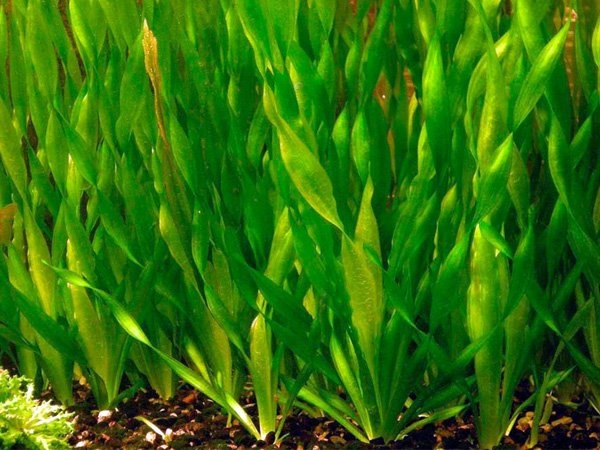 Coiled Vallisneria, Eel Grass, Eelgrass, Tape Grass