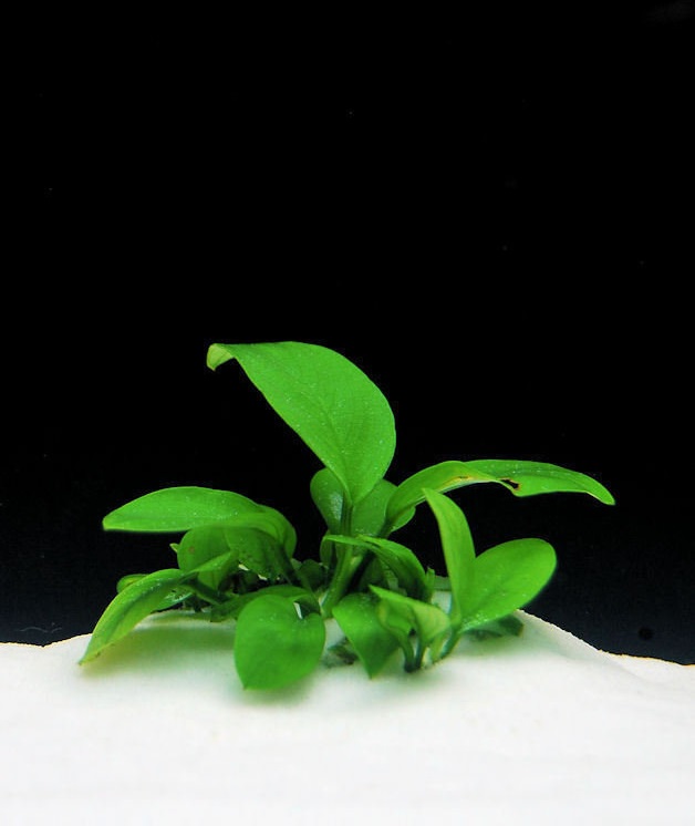 Dwarf Anubias