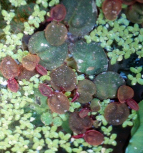 Waterfern spurge, Salvinia spurge