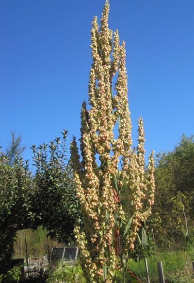 Rumex Species, Great Water Dock, Greater Water Dock