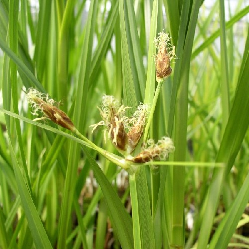 River Bulrush