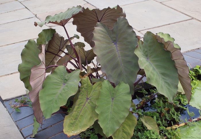 Colocasia, Elephant Ear, Taro Pineapple Princess