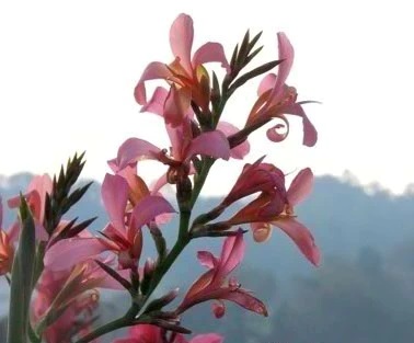 Canna Pink Butterflies