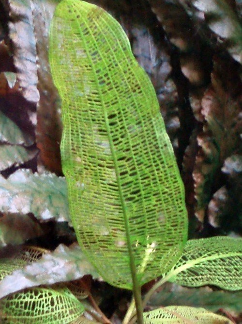 Madagascar Laceleaf