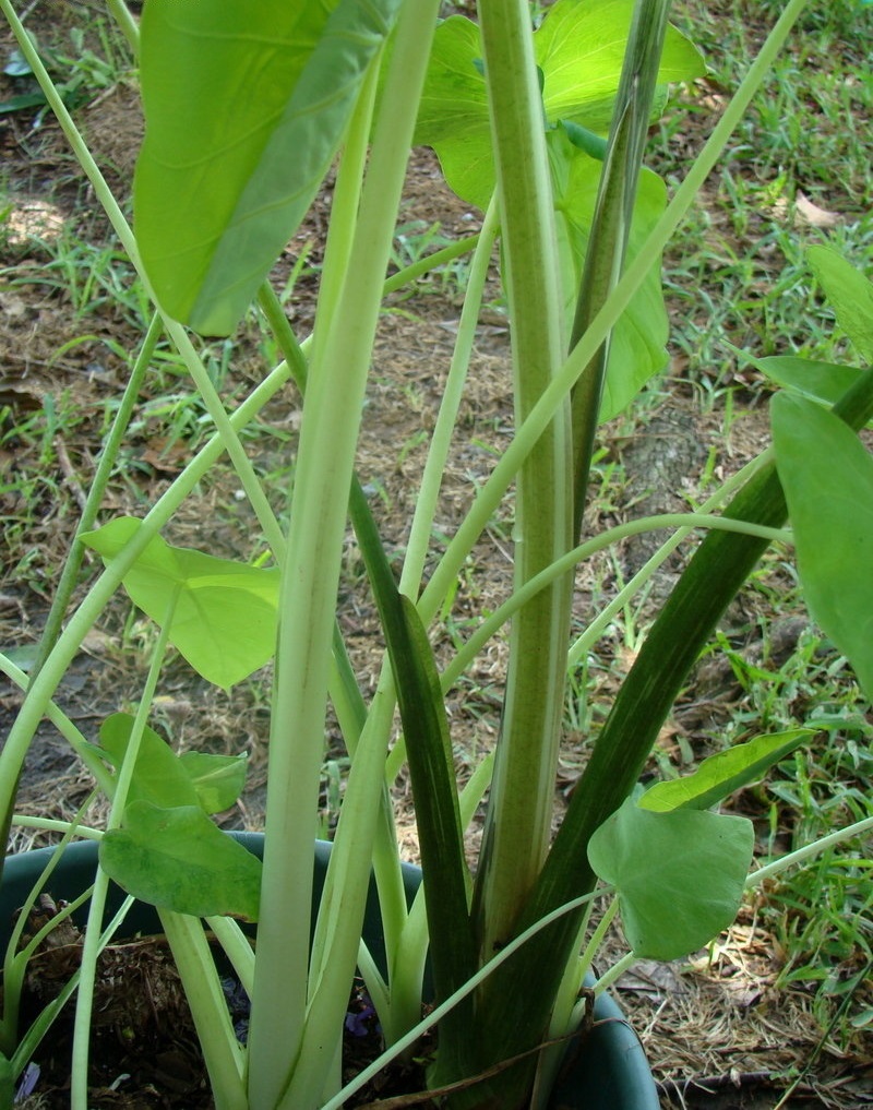 Colocasia, Elephant Ear, Taro Lime Aide