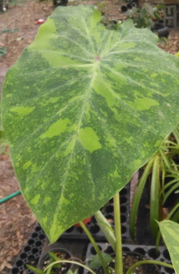Colocasia, Elephant Ear, Taro Midori Sour