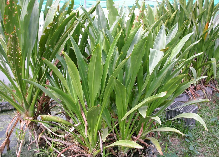 Hanguana
