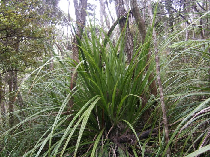 Astelia Species, Swamp Astelia