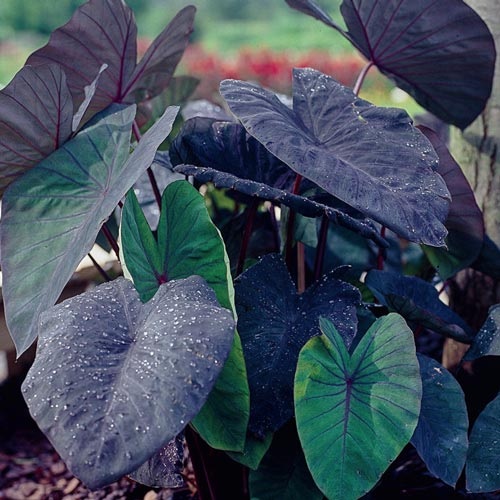 Elephant Ear, Taro Black Magic Mini