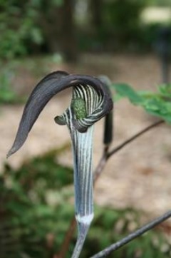 Arisaema Species, Cobra Lily, Jack-in-the-Pulpit