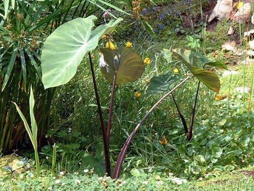 Colocasia, Elephant Ear, Taro Hawaiian Punch