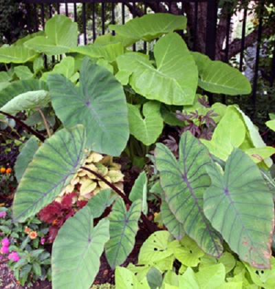 Alocasia Species, Taro Root, Elephants Ear