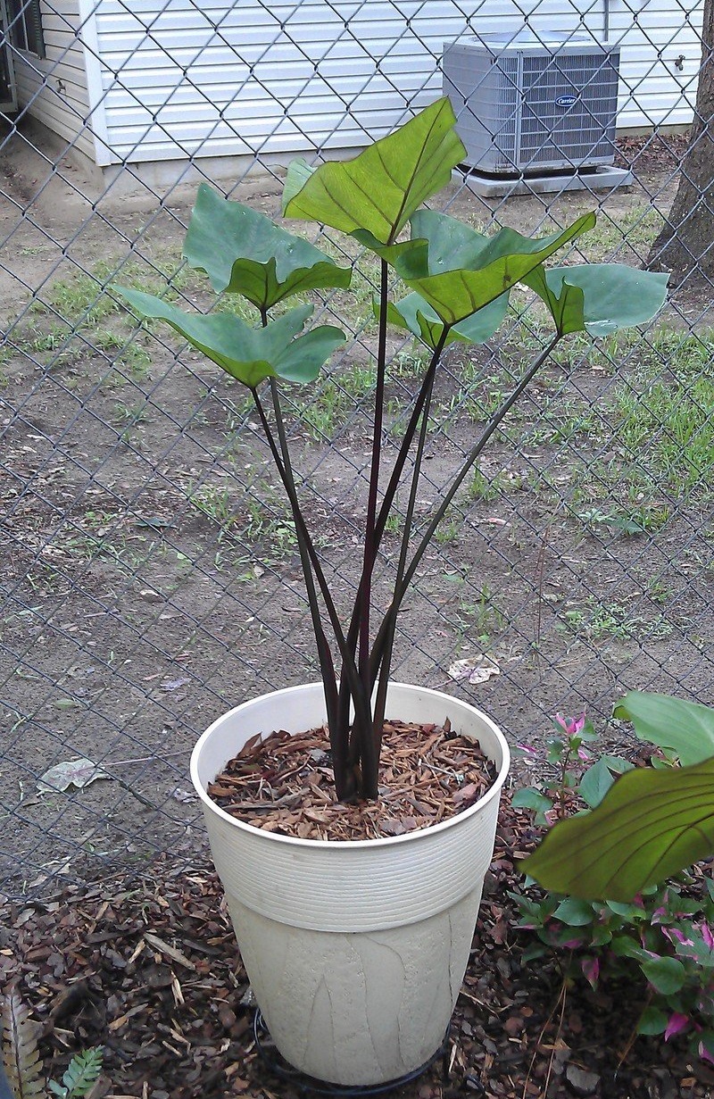 Colocasia, Elephant Ear, Taro Tea Cup