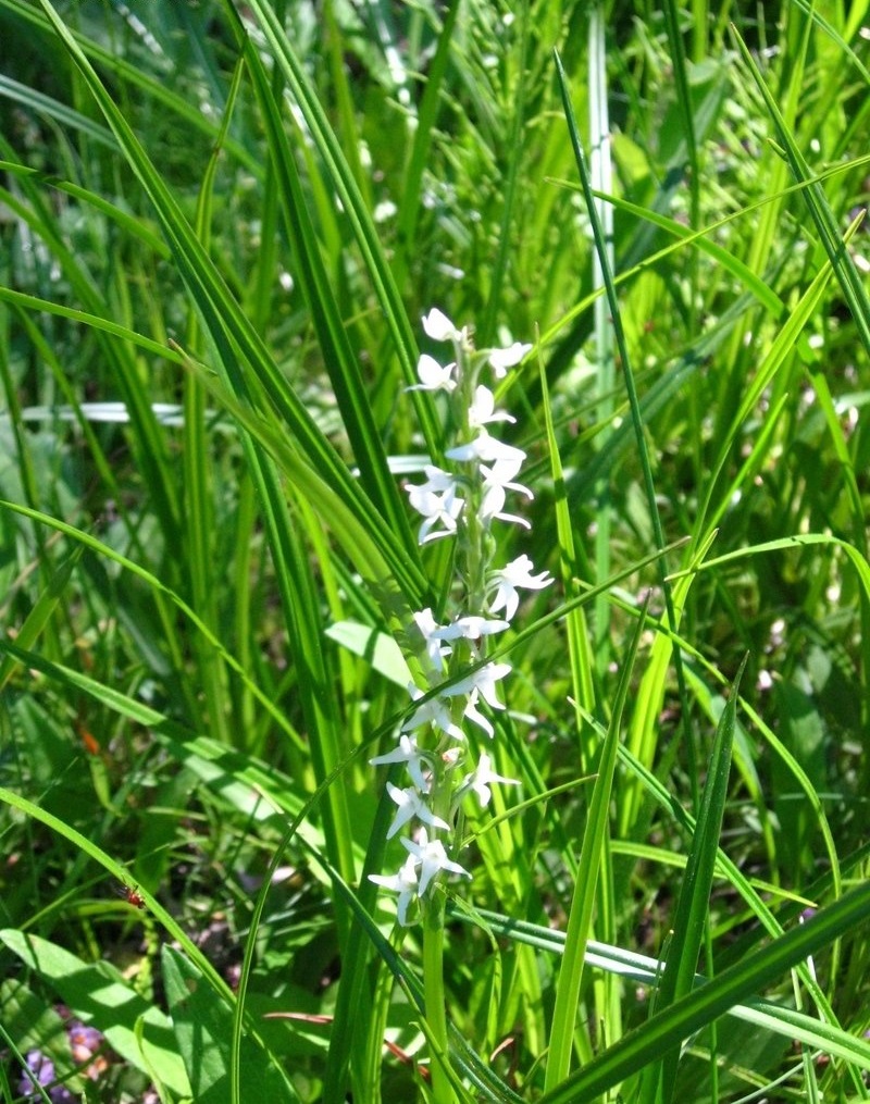 Species Orchid, Sierra Bog Orchid, Platanthera