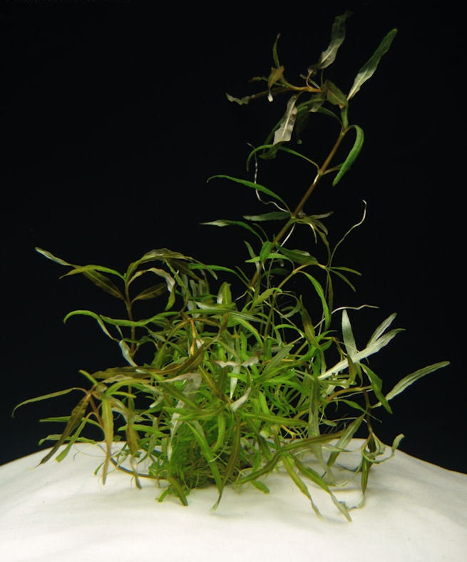 Hygrophila Ceylon