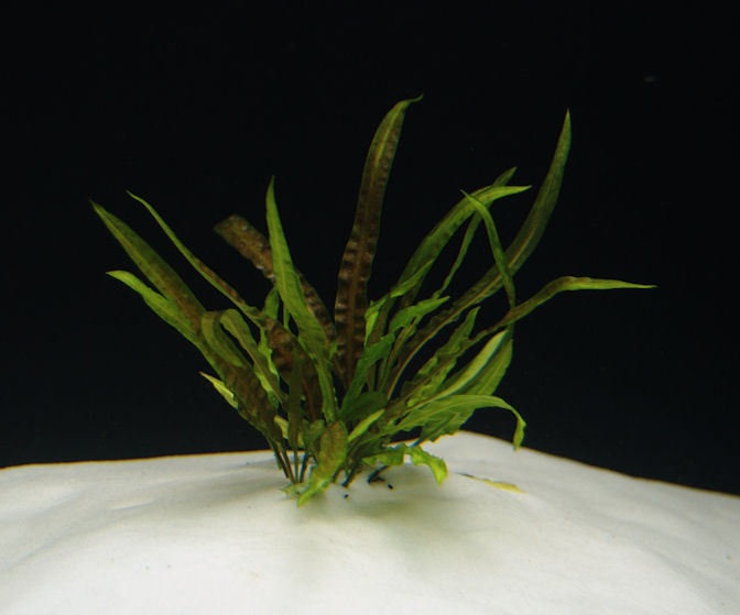 Cryptocoryne