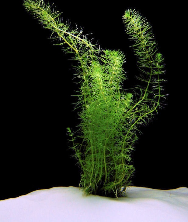 Bacopa Species, Fine-Leaved Water Hyssop