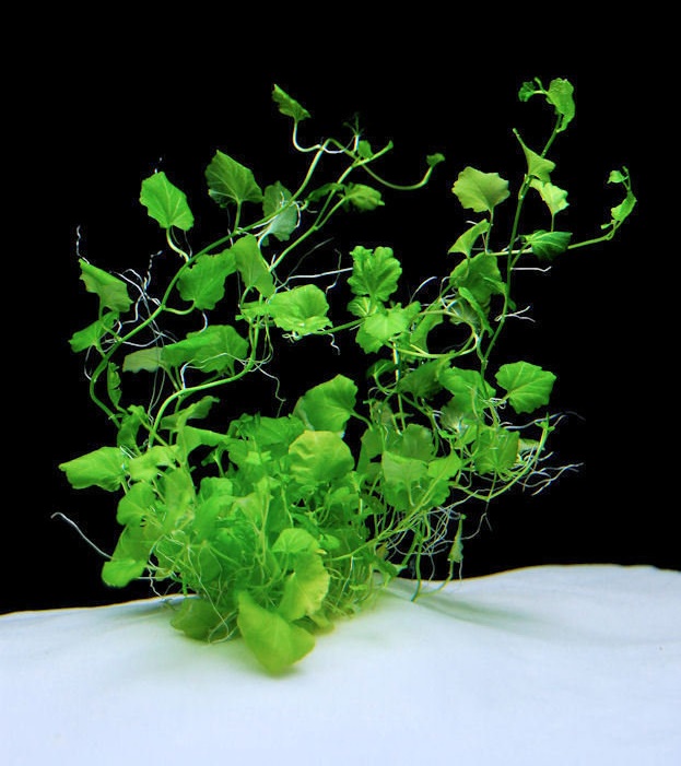 Cardamine Species, Chinese Ivy, Japanese Cress