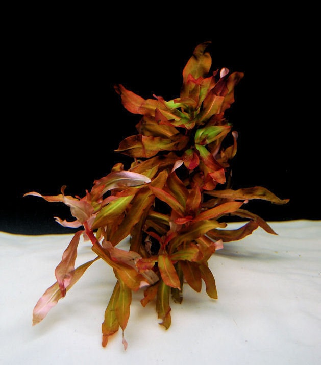 Large Ammannia, Red Ammannia, Pink Ammannia, Delicate Ammania
