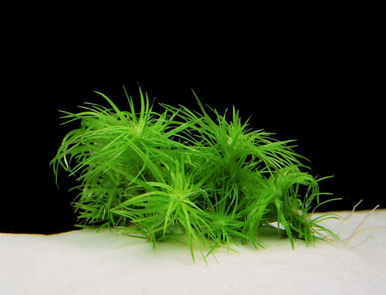 Eriocaulon, si ye gu jing cao
