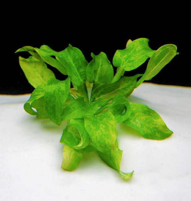Texas Sword Plant Marble Queen