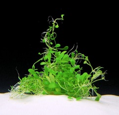 Glossostigma Species, Small Mud-Mat, Glosso