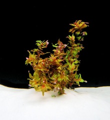 Giant Red Rotala