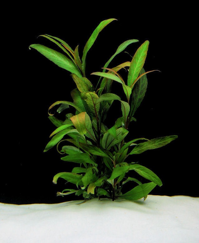 Hygrophila, Starhorn Siamensis 53B