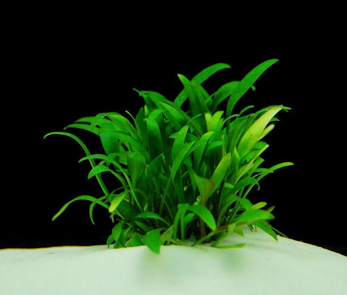 Cryptocoryne parva