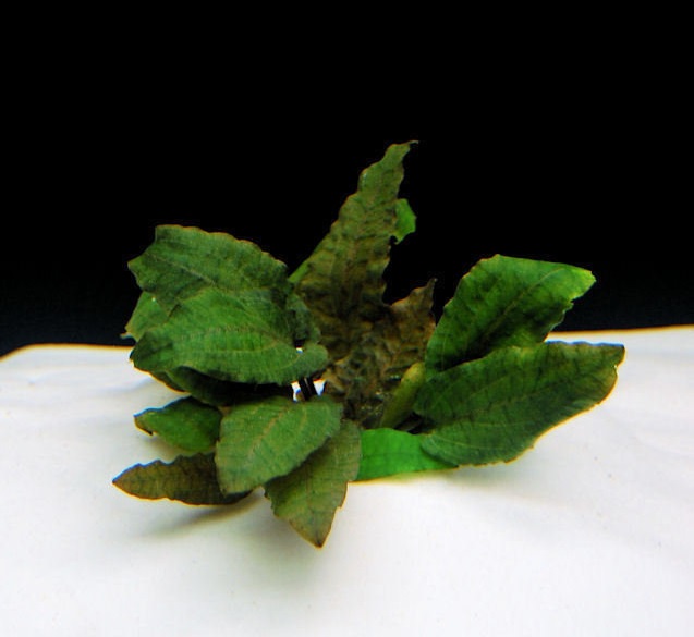 Wendts Watertrumpet Tropica
