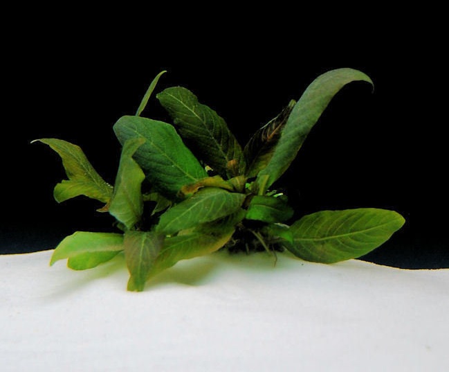 Hygrophila, Starhorn, Temple Plant Kompact