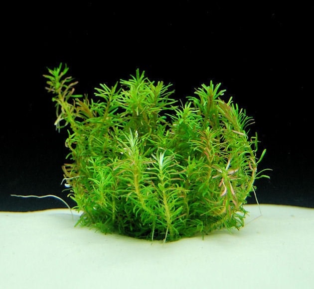 Rotala Nanjenshan