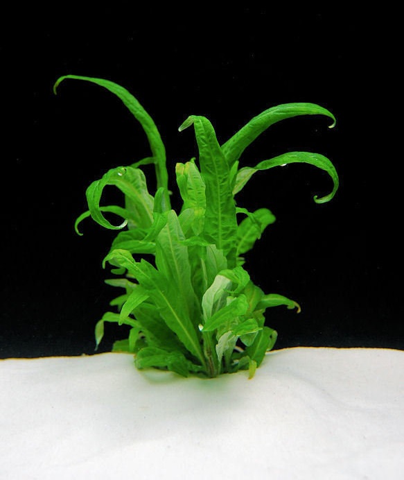 Hygrophila Pantanal Wavy