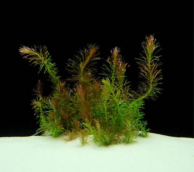 Whorly Rotala