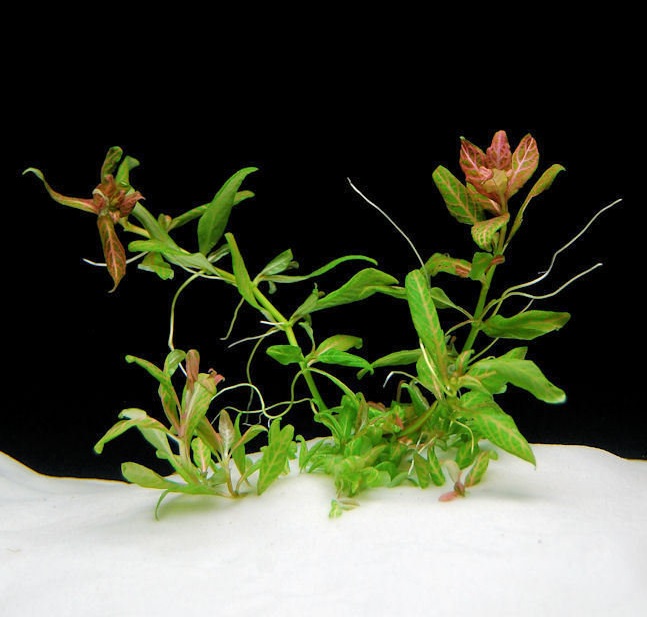 Hygrophila Rosanervig