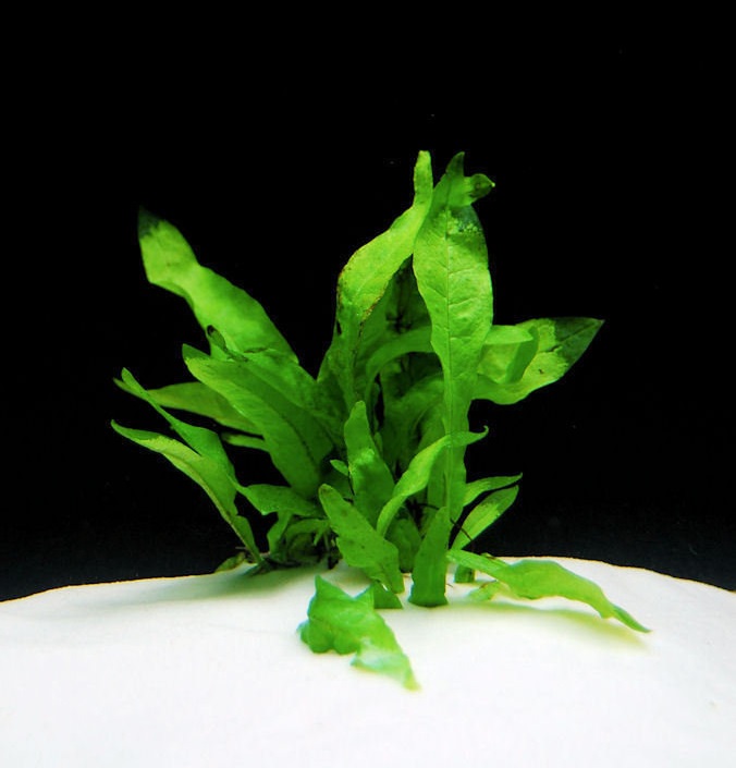Microsorum, Java Fern Undulata