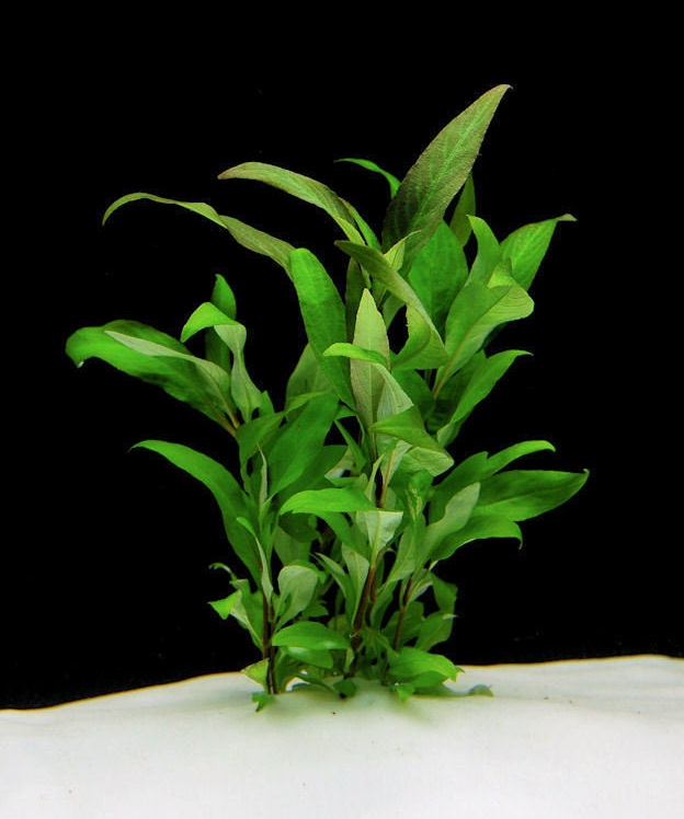 Hygrophila, Starhorn Siamensis