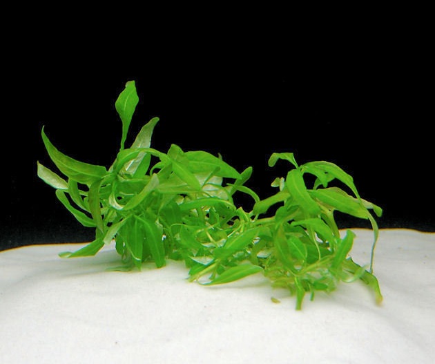 Hygrophila Big Leaf